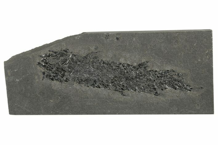 Devonian Lobe-Finned Fish (Osteolepis) - Scotland #177080
